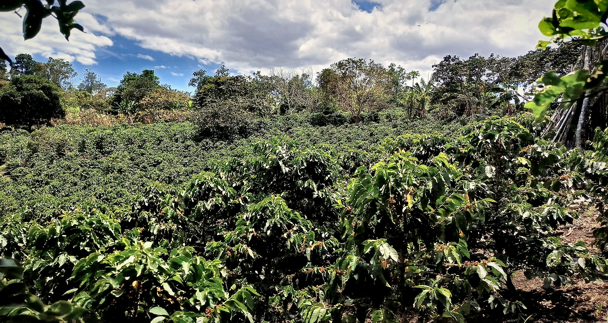 Cafetal en ladera bajo un cielo con nubes, Cauca, Colombia