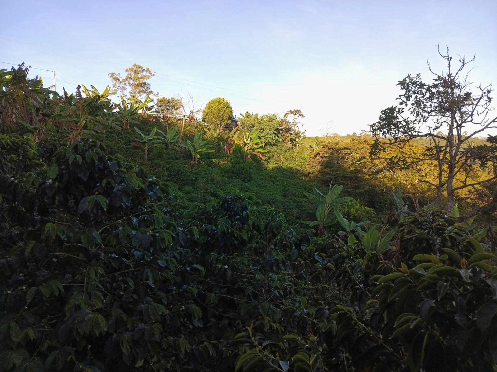 Hilera de cafetos en la montaña