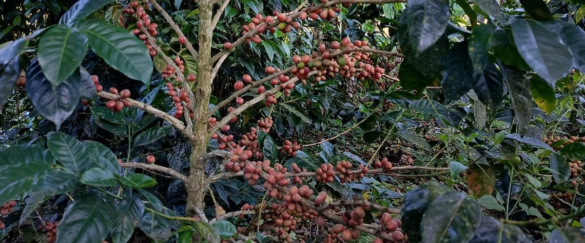 Rama de café cargada de cerezas madurando